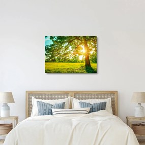 Üveg kép - Sunny Forest (70x50 cm)