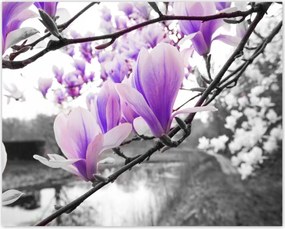 Poszterek 50x40 Magnólia Virágok