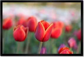 Poszter keretben 60x40 Tulipánok Virágok