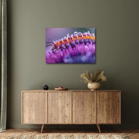 Kép - Caterpillar (70x50 cm)