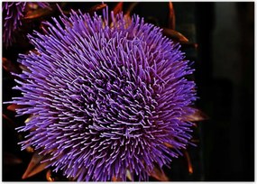 Poszterek 70x50 Virág Lila Csipkebogyó