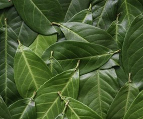 Poszter 60x50cm Zöld levelek, Assaf Frank