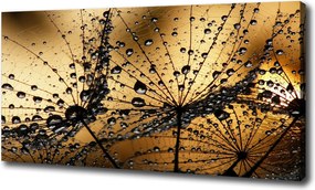 Vászonkép Pitypang magok 100x70 cm