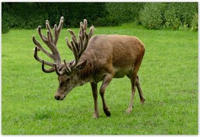 Poszterek 155x105 Szarvas felszarvazott