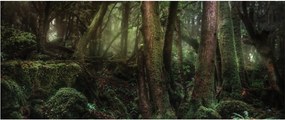 Kép - Titokzatos erdő (120x50 cm)