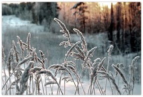 Kép - Fagyott rét (90x60 cm)