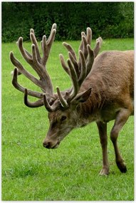 Poszter 60x90 Szarvas felszarvazott