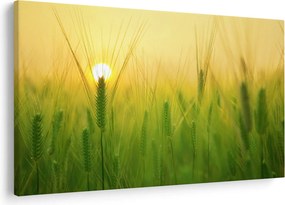 Kép - Mező gabonával (90x60 cm)