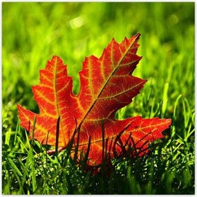 Poszterek 30x30 Őszi levél a fűben