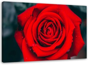 Gario Vászonkép Gyönyöru piros rózsa Méret: 60 x 40 cm