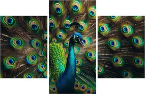 Kép – Pávatoll (90x60 cm)