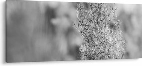 Kép - Boho pampafű (120x50 cm)