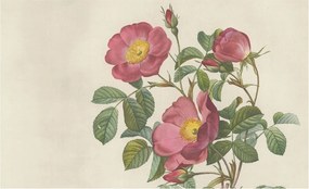 Flizelin tapéta falra Prémium rózsa motívum 416x254 Ragasztó