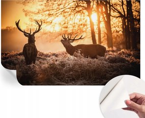 Divatos öntapadós fali tapéta Szarvas furnér reggel 416x254 cm