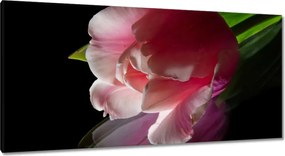 Vászonkép 115x55 Rózsaszín tulipán virág