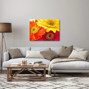 Kép - Virágok Gerbery (70x50 cm)