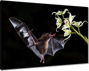 Vászonkép 100x70 Állatok