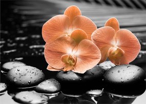 Kép - Narancssárga orchideák (70x50 cm)