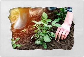 Poszterek 120x80 Gyomok eltĂĄvolĂtĂĄsa a földrĆl