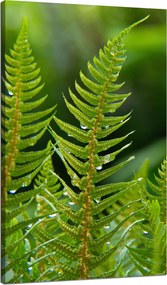 Botanika Páfrány harmattal vászonkép 70x120 cm