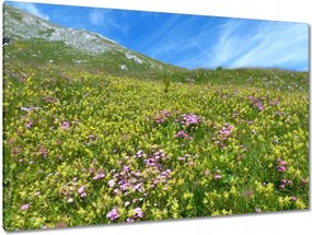 Festmények 120x80 Alpesi rét