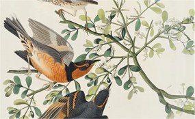 Flizelin tapéta falra Prémium Színes madarak 416x254 Ragasztó