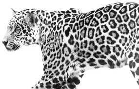 Fotográfia jaguar, Eric Schaeffer