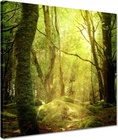 Vászonkép 40x40 Varázslatos erdő Tájkép