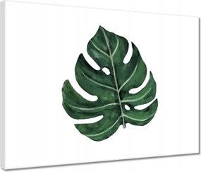 Vászonkép 40x30 Monstera Zöld levél