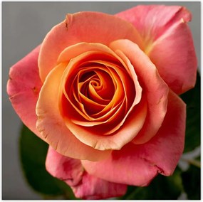 Poszterek 140x140 Rózsa Virág Virágok Rózsa