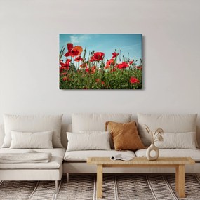 Kép - Pipacsos mező (90x60 cm)