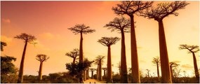 Kép - Naplemente a Baobab Alley-ben (120x50 cm)