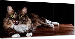 Vászonkép 180x90 Gyönyörű hosszú szőrű macska