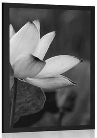 Poszter enyhe lótusz virág fekete fehérben