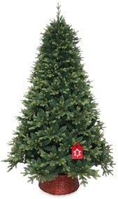 Nepal lucfenyő 240 cm