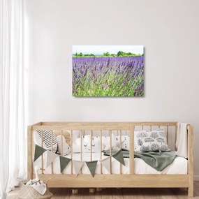 Egy mező képe a levendulával (üvegen) (70x50 cm)