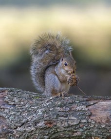 Poszter 40x50cm Diót evő mókus, Assaf Frank