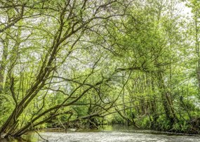 Poszter 59,4x42cm Tó az erdőben, Assaf Frank