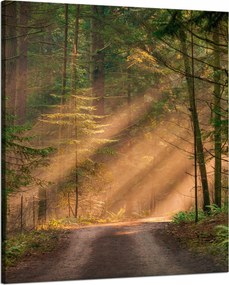 Vászonkép Ösvény az erdőben Fák Természet 80x100 cm
