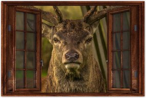 Poszter 60x40 Szarvas tekintet