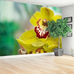 Fotótapéta sárga orchidea 104x70 cm