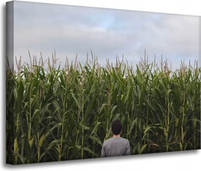 Vászonkép Natura Kukoricamező 70x50 cm
