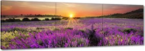 Vászonkép 90x30 Levendula rét