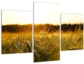 Harmatos fű képe (90x60 cm)