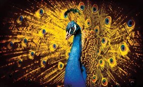 Fotótapéta - Páva sárga tollal (152,5x104 cm)