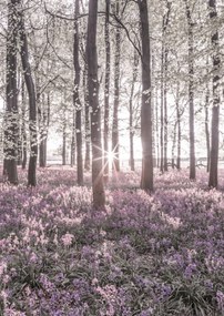Poszter 29,7x42cm Bluebell erdő tavasszal naplementekor, Assaf Frank