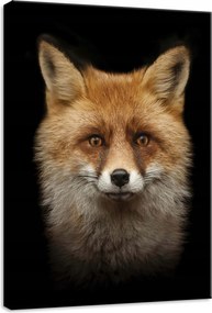 Vászonkép 50x70 Róka portré közelkép vad természet állat vörös fekete háttér
