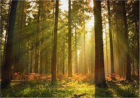 Dekoratív fotótapéta falra Könnyű összeszerelés Erdei reggel 312x219 Ragasztó