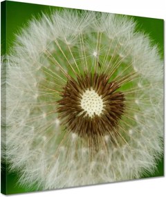 Vászonkép 30x30 Pitypang Virág Virágok