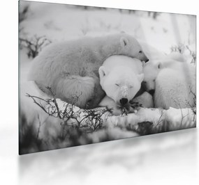 Üveg kép - Jegesmedvék (70x50 cm)